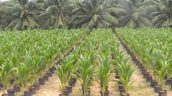 Ogesza. Nig. Ltd
